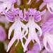 miss-vortex:The Orchid is incredible - not only are there thousands of species all