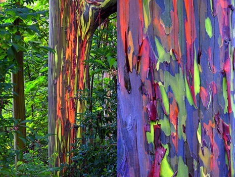 sixpenceee:  Rainbow Eucalyptus TreesThe rainbow color appears because these trees shed patches of bark at different times of the year.(Source)