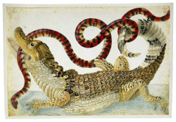 curiousmiscellanies:   Maria Sibylla Merian