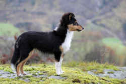 spartathesheltie:  Almost 5 months, and showing off some of her brand new neck fluff! 