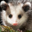 anxietypossumgirl