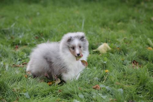 southernsnowdogs:  soooo my show friend on facebook got a sheltie puppy, and it’s the cutest freaking thing ever. Like ever.  