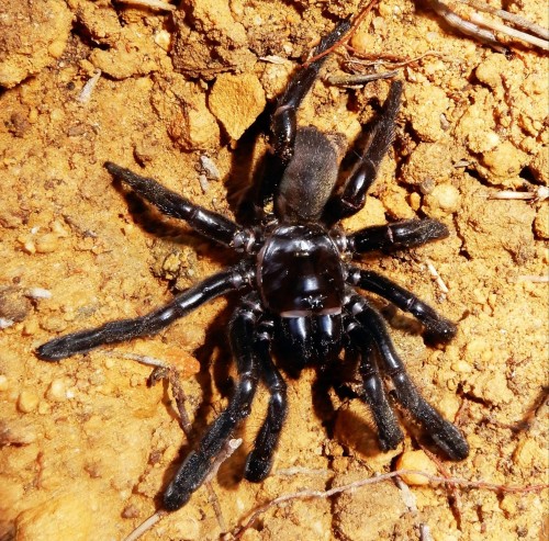 A picture of a trapdoor spider, Gaius villosus.