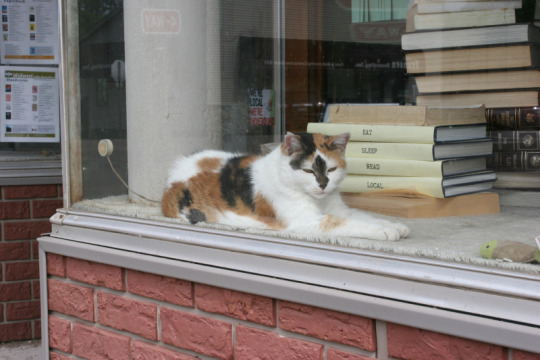 duessaherself: duessaherself:  duessaherself: When I’m reincarnated, I want to come back as a bookstore cat. Livin the life.  