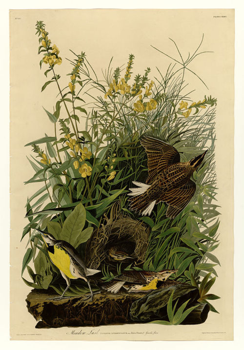 Plate 136 Meadow Lark, John James Audubonwww.wikiart.org/en/john-james-audubon/plate-136-mea