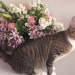 deermemoriesarchive-deactivated:Gyro likes the flowers too