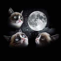 Realgrumpycat:  Worst Moon Day Ever