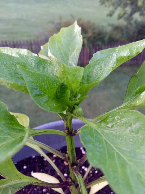 Pepper buds I forgot to post! They&rsquo;re actually almost ready for harvest by now.