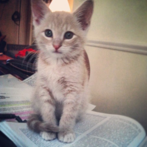 catastories: chinaski decides to help with my research paper