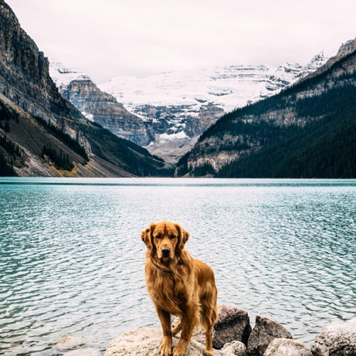 boredpanda: Human Takes His Dog On Epic Adventures, Proves That Dogs Are The Best Travel Buddies