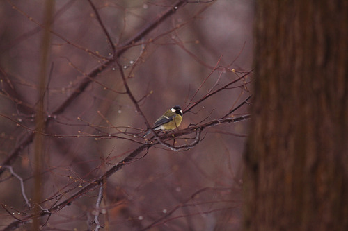 Bird by Dima Marov on Flickr.