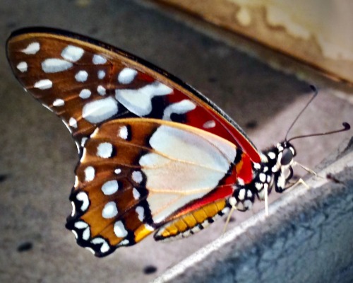 Shoemaker (Prepona omphale)Malay Cruiser (Vindula dejone)Angola White Lady (Graphium angolanus)