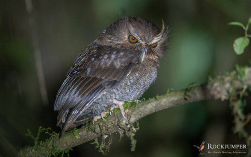 ainawgsd: Xenoglaux loweryi, the long-whiskered owlet, is a tiny owl that is endemic to a small area