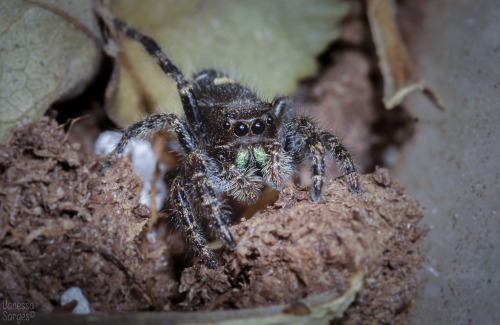 So, for Save a Spider Day on March 14th - I saved a spider.  This is a local Phidippus audax who was