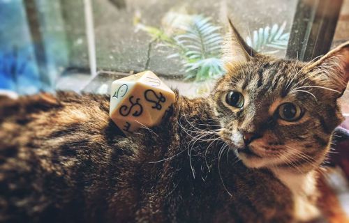 The best dice guardian, my bb, Munchwrap Supreme[Image description: A chubby tabby laying down by 