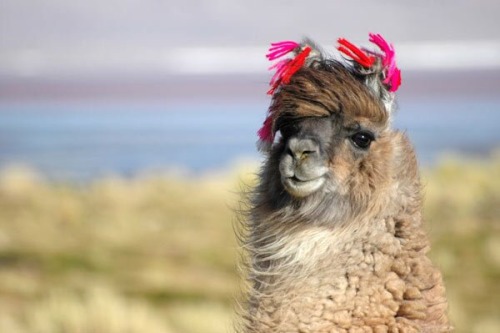 camelid