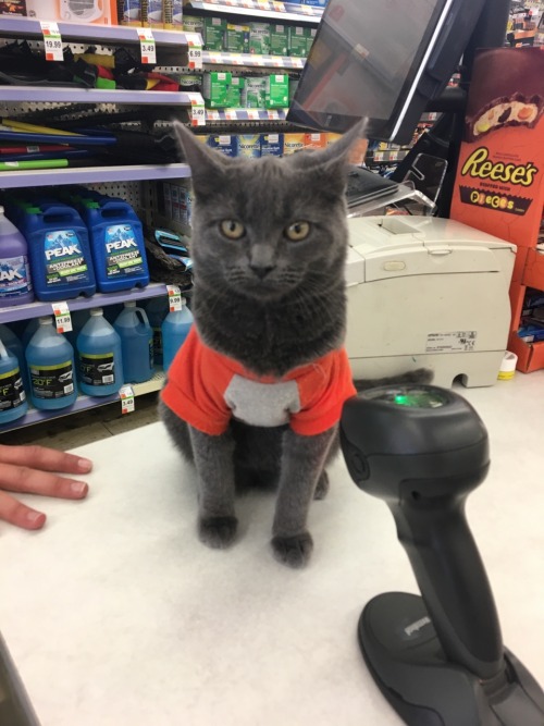 dr. reid, walgreens’ counters are for stuffs not kitties!!!