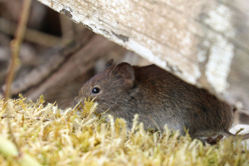 A couple of voles/sorkar. 