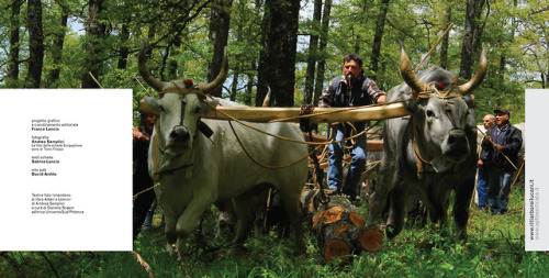 La Rete Dei Riti Arborei Lucani Raccoglie 9 Paesi Della Basilicata Che Condividono Da Millenni Un Patrimonio