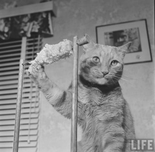 vintageeveryday:Cat eating corn-on-the-cob, 1951. Photos taken by Allan Grant for LIFE magazine.