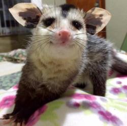 catsbeaversandducks: Her Name’s Mia Grey And She’s The Cutest Possum EVER Photos by ©Mia Grey 