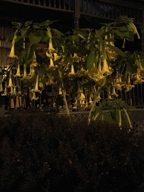 Darkly looking down Morning glories seem to mourn The last days of fall.