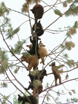 coffee-n-mtns:  Look at all the little bears 😍 