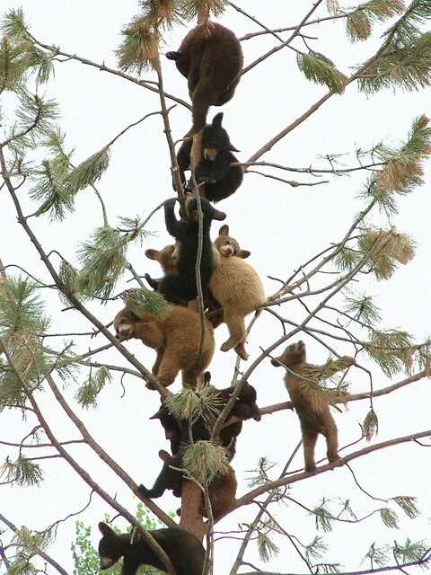 madness-and-gods:  A wonderful bunch of bears  What was the thought process that led to this… wtf bears… yer drunk… go home.