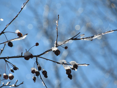 Crabapple tree 03/02/2018