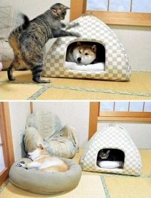 risasinmas:  El gato duerme donde quiere