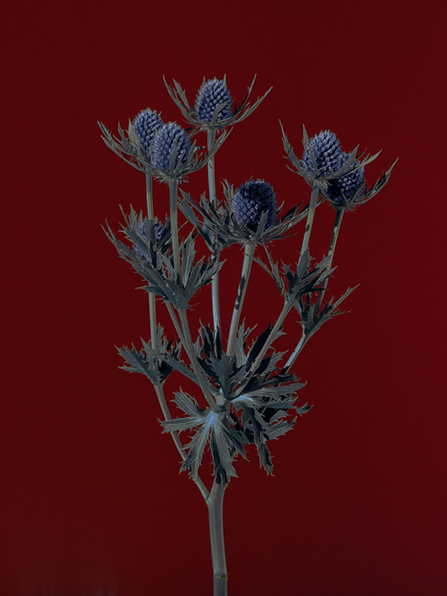 trustyourblood: ph. Alexander Kilian