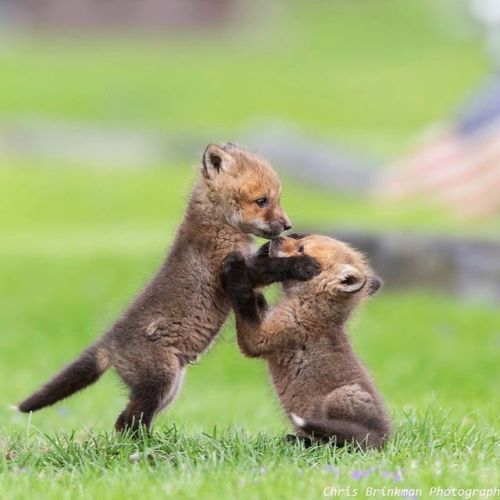 Baby foxes: Chris Brinkman