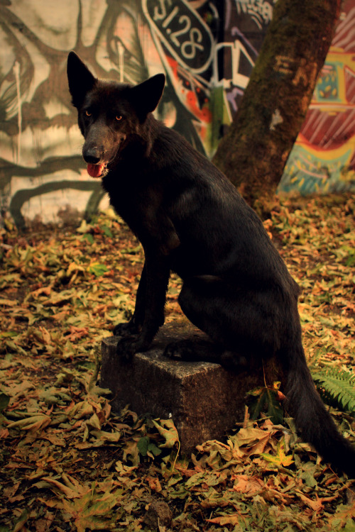 naturepunk:Jude (low-content wolfdog), doing that Hellhound thing again. Images by NaturePunk. 