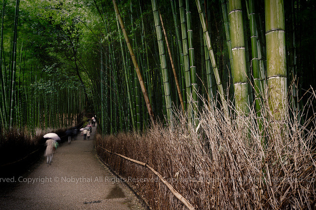 Sagano Bamboo Forest. Arashiyama, Japan on Flickr.
嵯峨野竹林の径