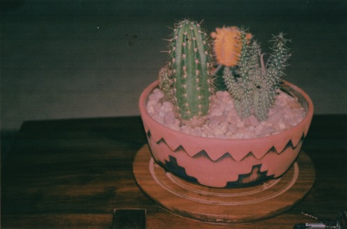 Cactus party // Antonscrib35mm in the las palms traphouse