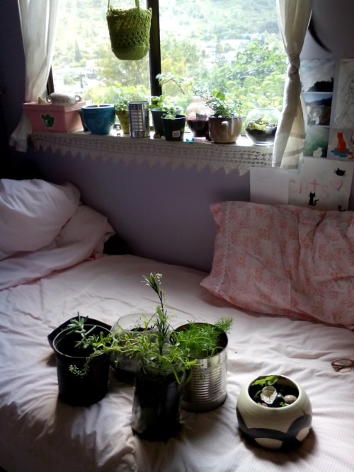 babyplantprincess:  faeplant:  Sunbathing babies  I’m so jealous of your room!!!!! 
