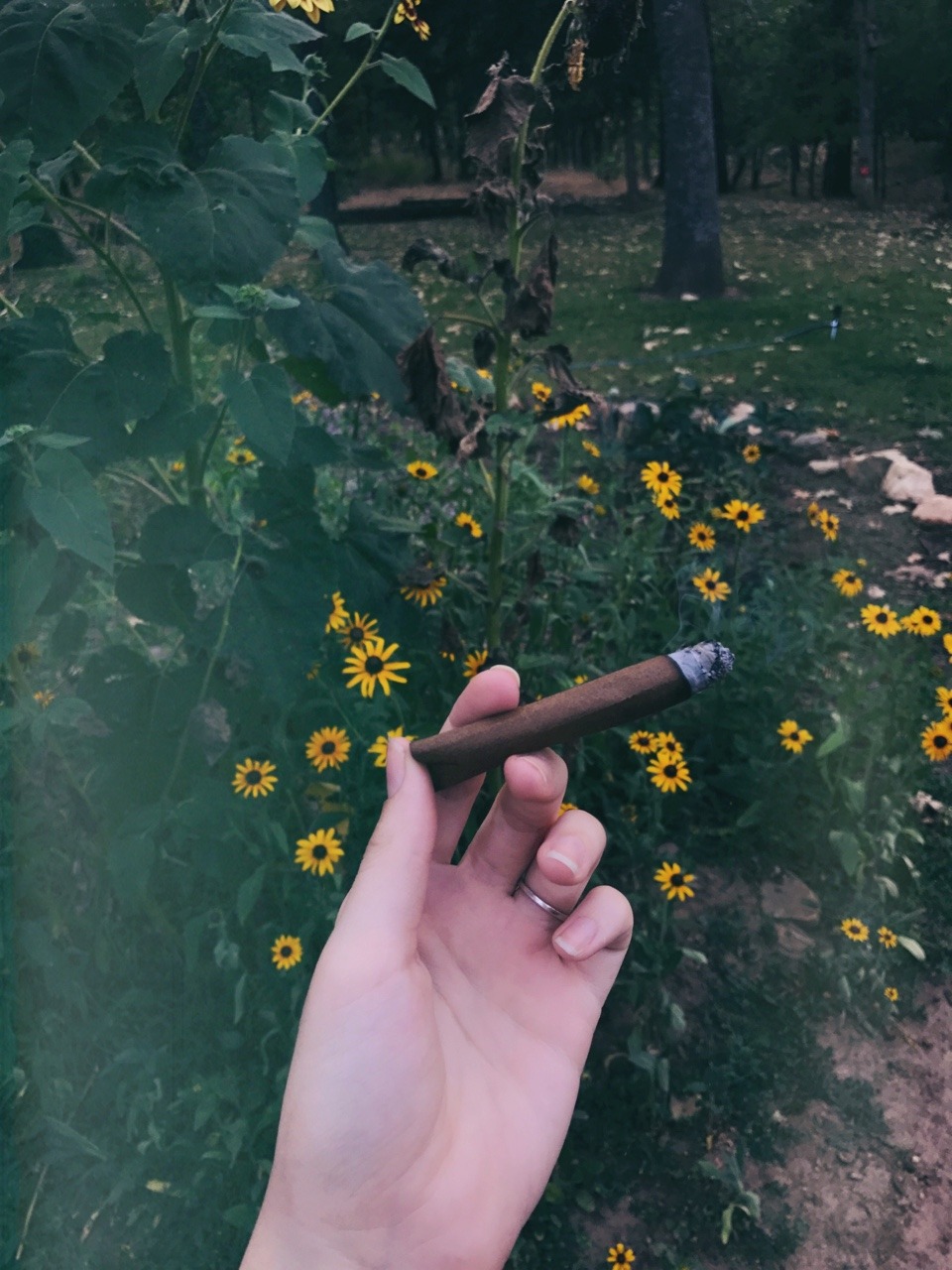 oregonja: 🌼🌻