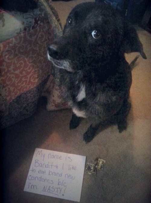 Dogshaming
