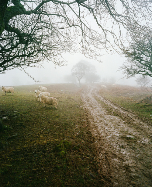 willelsom: Sheep, mud, and mossy trees. Walking through Cwm LLwch, Brecon Beacons, Wales.