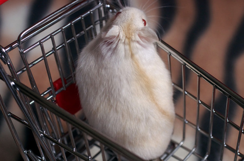 kittendrumstick:Despite all my rage, I am still just a hamster in a shopping cart.