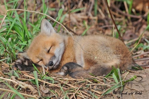 everythingfox: diamondbunny4otherstuff: everythingfox: ‼️ DO NOT DISTURB ‼️ *Reblogs quietly* Thank 