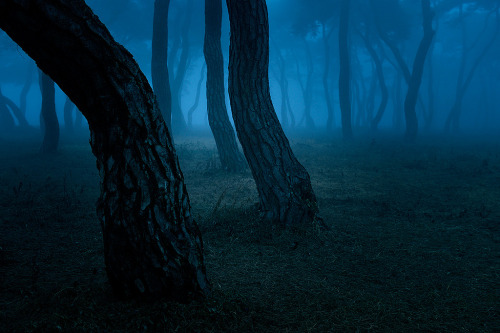 darkface: a pine grove (by chunwoo)