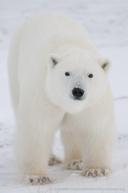 polarbearsinternational:  Polar Bears Are Cool: Did you know that polar bears have small bumps on their paws called papillae that keep them from slipping on the ice? 