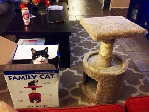 pr1nceshawn:Why do people even bother buying things for their cats?