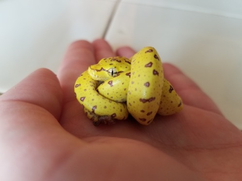 faithbeforefear: Freshly hatched aru.