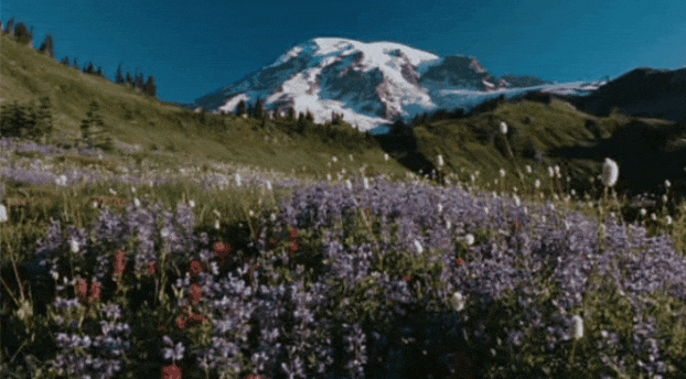 thesaddestchorusgirlintheworld: Mount Rainier National Park from: The National Parks: America&r