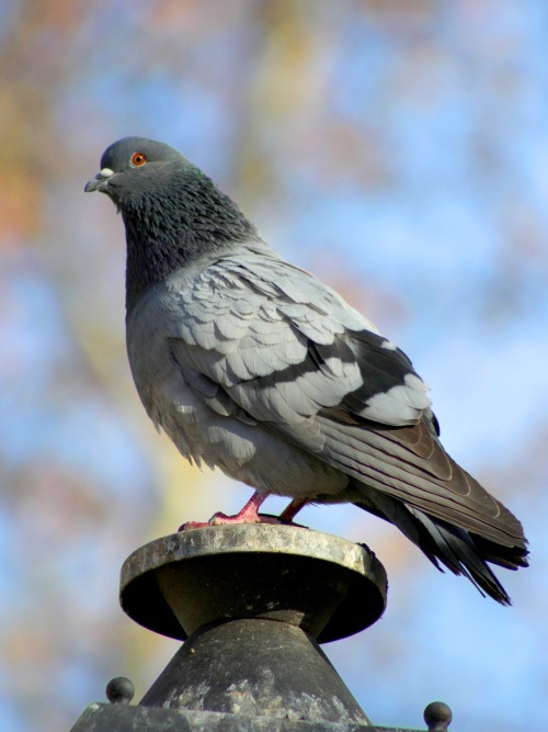 pigeonaday: Pigeon 1070