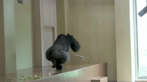 Shabani Is Awesome. 