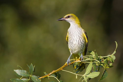 Eurasian Golden Oriole (Oriolus oriolus) >>by m-idre31