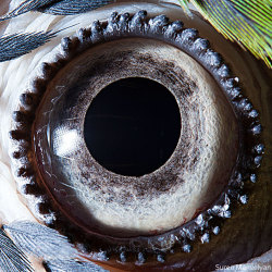 odditiesoflife:  Animal Eyes In this series,